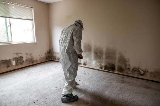 Mold Documentation for Insurance Claims in Villa Grove, IL